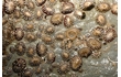 Enlarge image of False Limpet