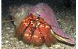 Enlarge image of Stridulating Hermit Crab