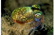 Enlarge image of Southern Bobtail Squid