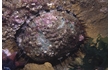 Enlarge image of Black-lipped Abalone