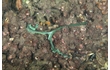 Enlarge image of Green Spoon Worm