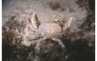 Enlarge image of Sand Crab