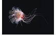 Enlarge image of Lion's Mane Jellyfish