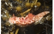 Enlarge image of Nudibranch