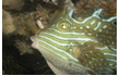 Enlarge image of Shaw's Cowfish