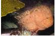 Enlarge image of Warty Prowfish