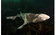 Enlarge image of Draughtboard Shark