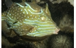 Enlarge image of Shaw's Cowfish