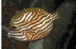 Enlarge image of Ornate Cowfish