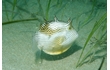 Enlarge image of Ornate Cowfish