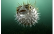 Enlarge image of Globefish