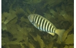 Enlarge image of Zebrafish