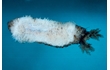 Enlarge image of Sea Cucumber