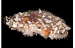 Enlarge image of Sea Cucumber