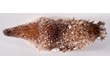 Enlarge image of Sea Cucumber