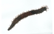 Enlarge image of Sea Cucumber