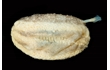 Enlarge image of Sea Cucumber