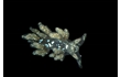 Enlarge image of Nudibranch