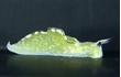 Enlarge image of Sap-sucking Sea Slug