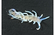 Enlarge image of Nudibranch