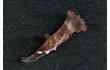 Enlarge image of Nudibranch