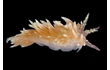 Enlarge image of Nudibranch