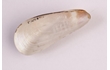 Enlarge image of Translucent Mussel