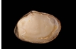 Enlarge image of Bivalve Mollusc