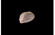 Enlarge image of Bivalve Mollusc