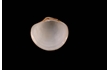 Enlarge image of Little Globe Shell