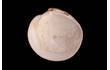 Enlarge image of Bivalve Mollusc