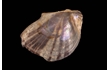 Enlarge image of Little Wing Pearl Shell