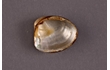 Enlarge image of Subdilecta Nut Shell
