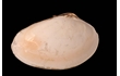 Enlarge image of Shining Venus Shell