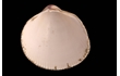 Enlarge image of Thin-ribbed Cockle