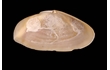 Enlarge image of Bivalve Mollusc