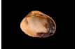 Enlarge image of Boring Venus Shell
