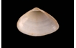 Enlarge image of Jackson's Trough Shell