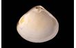 Enlarge image of Pure Trough Shell