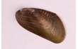 Enlarge image of Senhouse's Mussel