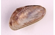 Enlarge image of Senhouse's Mussel