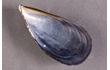 Enlarge image of Blue Sea Mussel