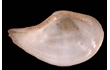 Enlarge image of Illepeda Elongate Nut Shell