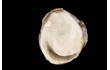 Enlarge image of Mud Oyster