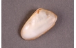 Enlarge image of Elongate Little Wedge Shell