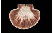 Enlarge image of Commercial Scallop