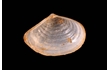 Enlarge image of Bivalve Mollusc