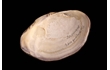 Enlarge image of Double-Rayed Sunset Clam