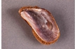 Enlarge image of Hairy Mussel