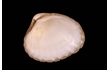 Enlarge image of Bivalve Mollusc